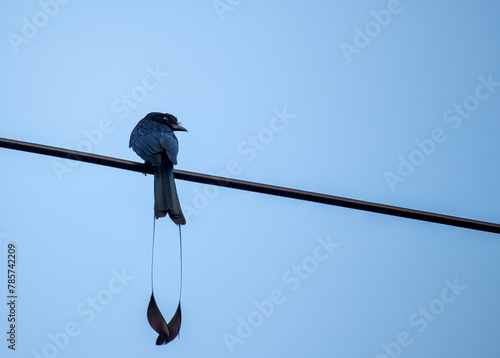 Black Drongo (Dicrurus macrocercus) - Found in Australia, New Guinea, and Southeast Asia photo