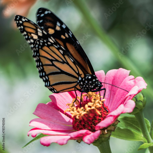 butterfly on flower (ID: 785743036)
