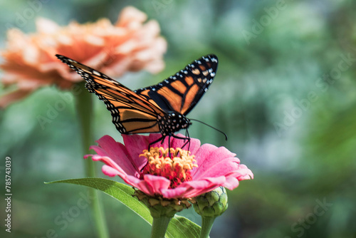 monarch butterfly on flower (ID: 785743039)
