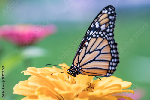 monarch butterfly on flower (ID: 785743045)