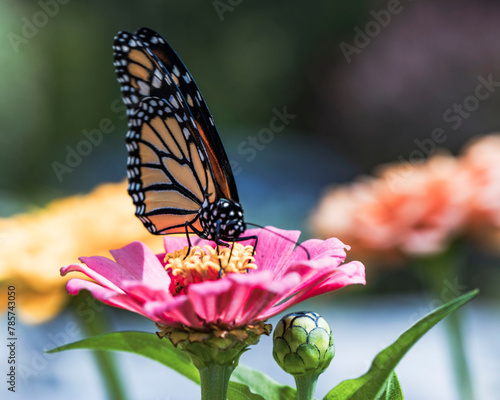 butterfly on flower (ID: 785743050)