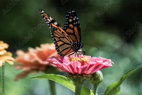 monarch butterfly on flower (ID: 785743052)