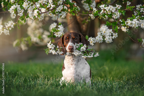 piebald dachshund sits under a blooming tree and holds a twig with flowers in its teeth cute photo of dogs in spring