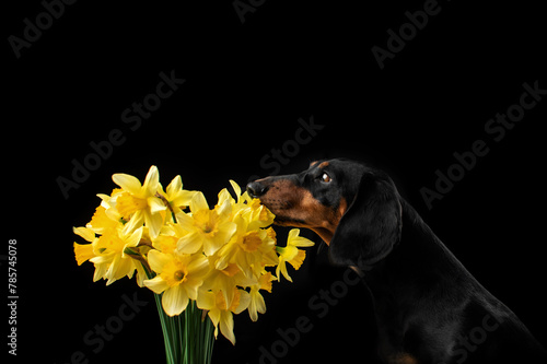 dachshund sniffs yellow flowers portrait of a dog on a black background