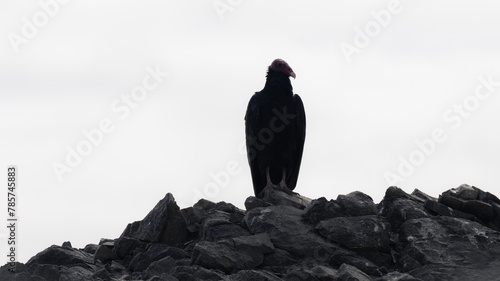 Vulture on a rock photo