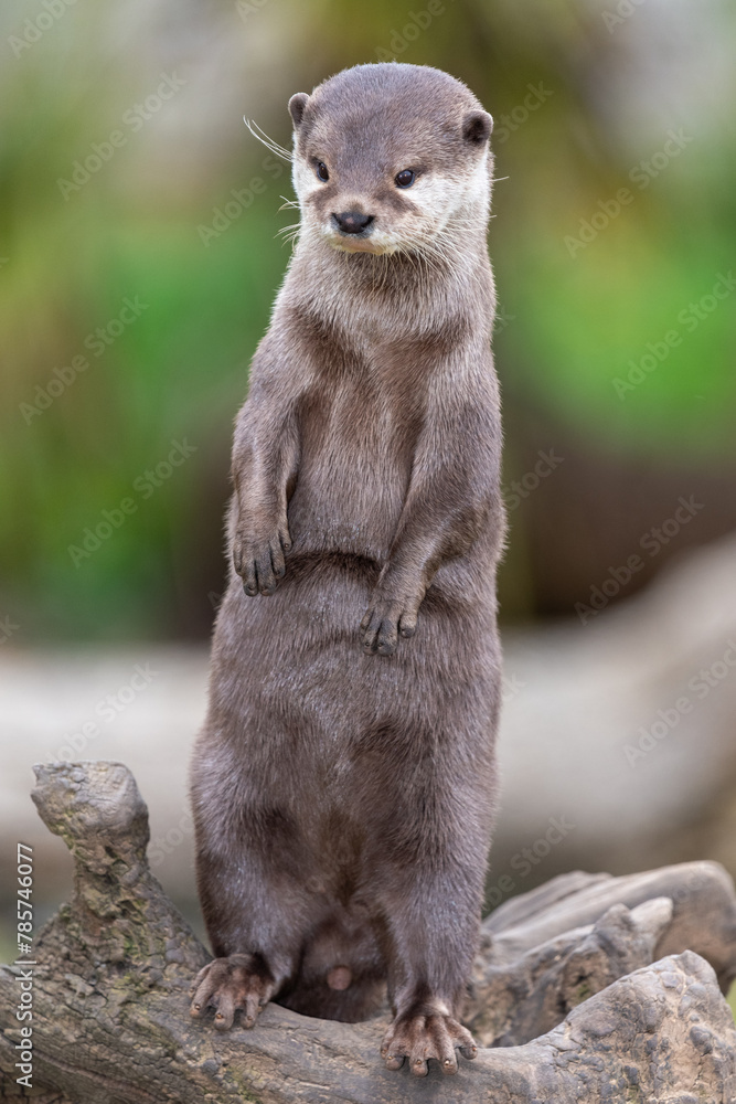 Portrait of an Asian small clawed otter (amblonyx cinerea) standing up