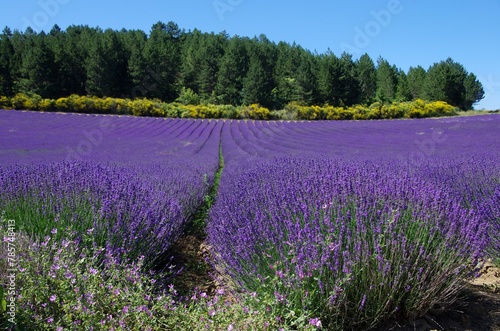Lavender field in the Baronnies in the South East of France, in Europe