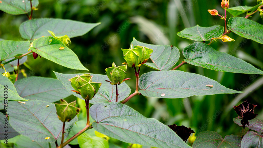Devil's Cotton (Abroma augustum, Ulat Kambal, perennial Indian hemp, cotton abroma, kapasan). Infusion of fresh leaves and stems is effective in treatment of gonorrhoea