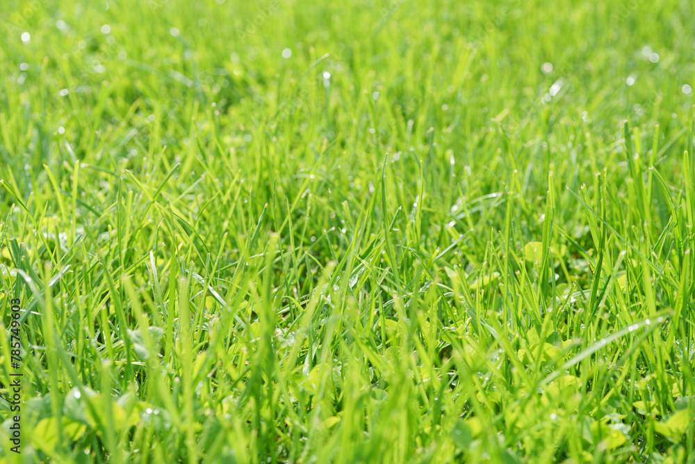 Green grass background texture. Green grass in meadow, field or lawn in spring on sunset. Natural plant , flora background, wallpaper, element of design. Ecology, environment concept. Green grass background texture. Green grass in meadow, field or lawn in spring on sunset. Natural plant , flora background, wallpaper, element of design. Ecology, environment concept.