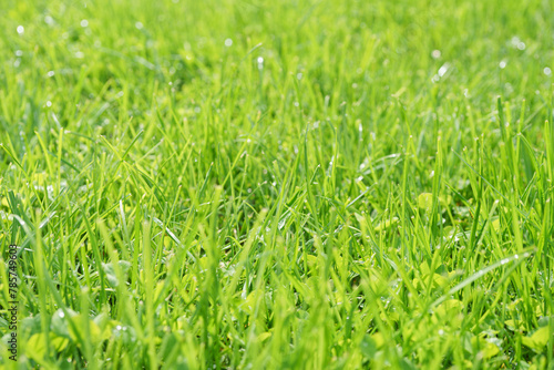 Green grass background texture. Green grass in meadow, field or lawn in spring on sunset. Natural plant , flora background, wallpaper, element of design. Ecology, environment concept.