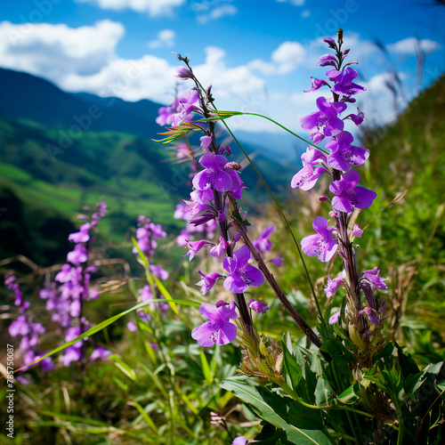 Flower Buds  Closeness to Nature in Photos