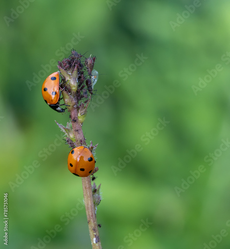 Marienkäfer beim fressen