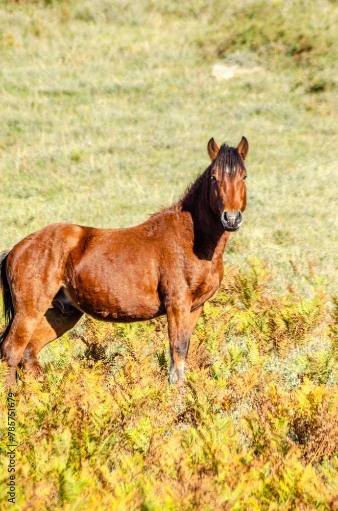 a garrano wild horses in the Peneda-Geres National Park, the only national park in Portugal. a garrano wild horses in the Peneda-Geres National Park, the only national park in Portugal.