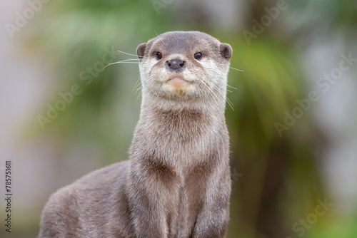 Portrait of an Asian small clawed otter (amblonyx cinerea)