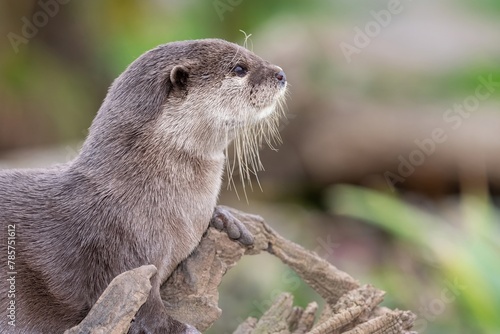 Portrait of an Asian small clawed otter (amblonyx cinerea)