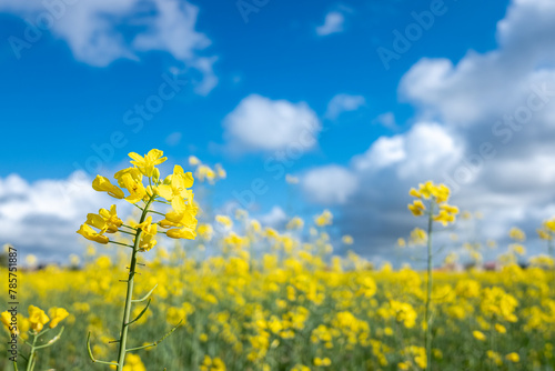 view of a yellow rapeseed field against blue sky background. Blooming canola flowers. Brassica Napus