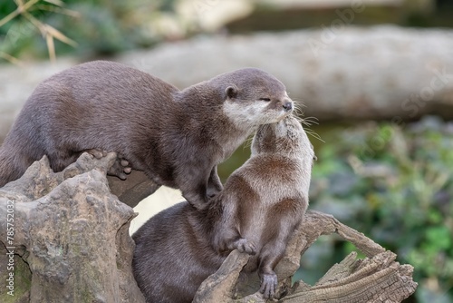 Portrait of a pair of Asian small clawed otters (amblonyx cinerea)