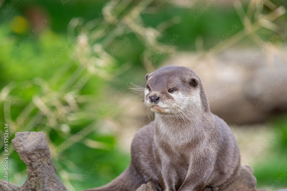 Portrait of an Asian small clawed otter (amblonyx cinerea) Portrait of an Asian small clawed otter (amblonyx cinerea)