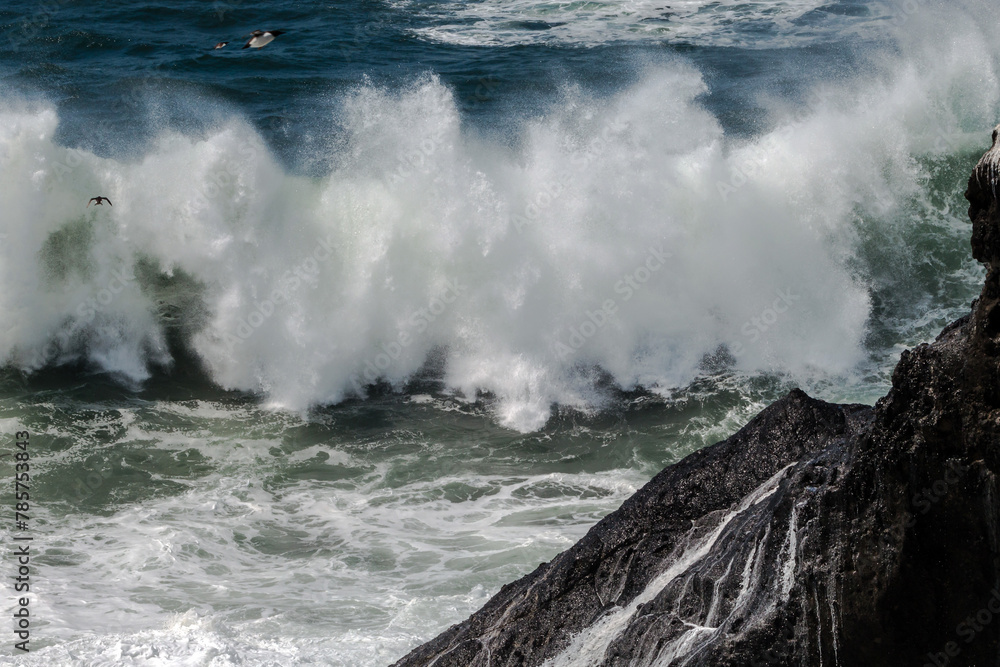 Little Birds Big Waves