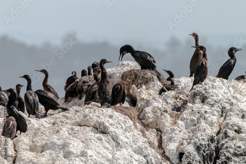Photography Brandt's Cormorant