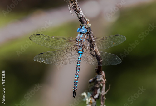 Blue Damselfly Dragonfly