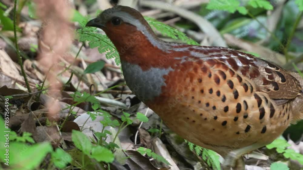 chinese bamboo partridge in a forest chinese bamboo partridge in a forest