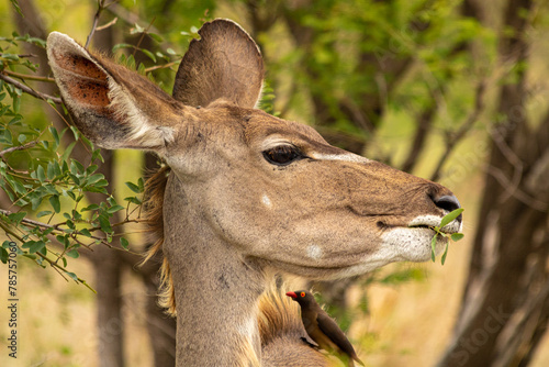 detalhe da cabeça de um Kudu alimentando-se com ave simbiótica na savana africana.