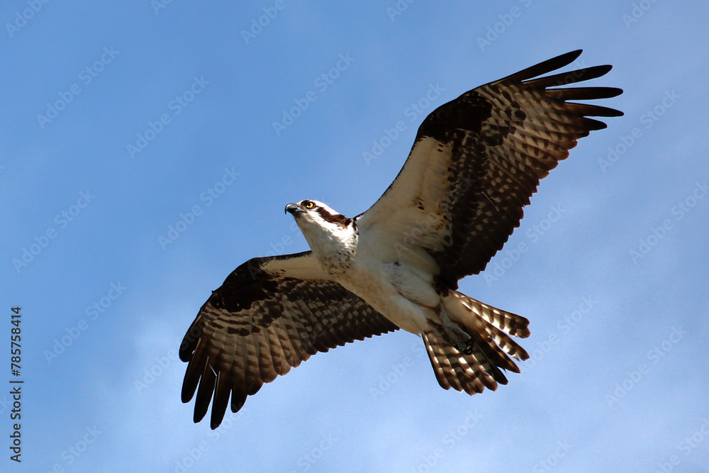 Obraz premium osprey in flight