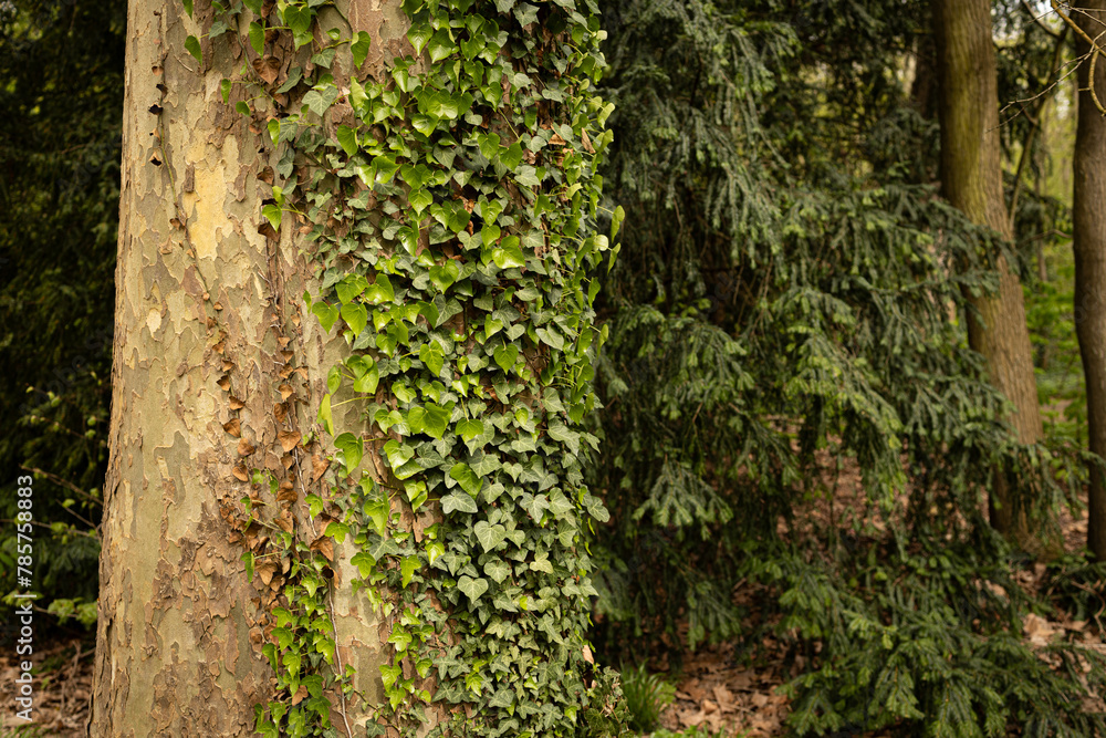 Romantic tree shape with heart shaped leaves and pine. Romantic tree shape with heart shaped leaves and pine.