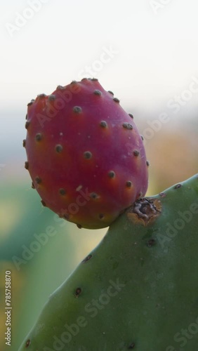 Prickly Pear Plant In Sicily Countryside photo