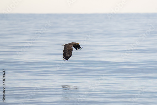 White tailed eagle on Lofoten islands. Eagle on the coast. Sea eagle is flying above the sea level.