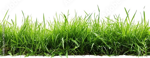 Wallpaper Mural grass border isolated on white background. Torontodigital.ca