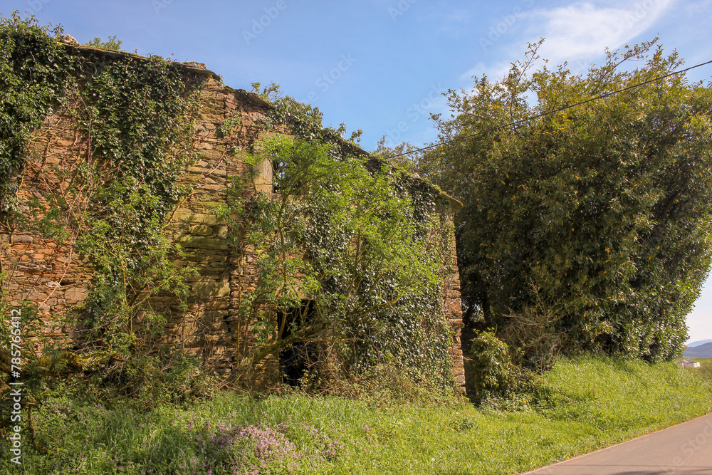 abandoned house covered by wild plants
