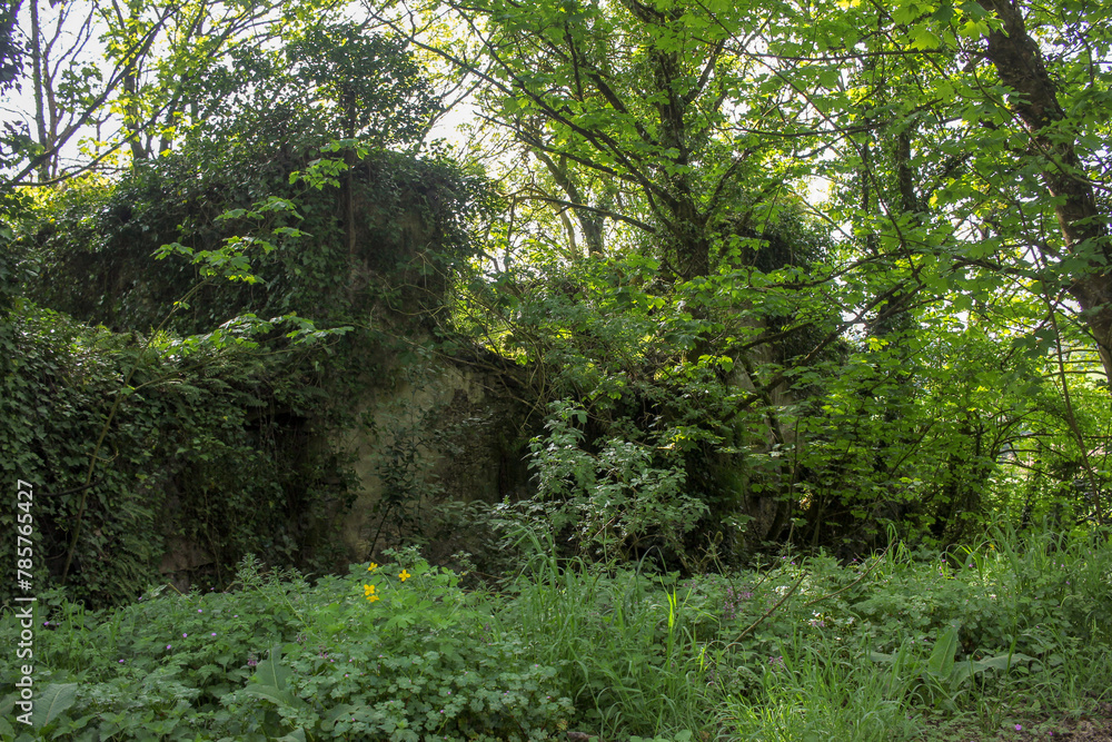 wild plants and trees cover an abandoned house