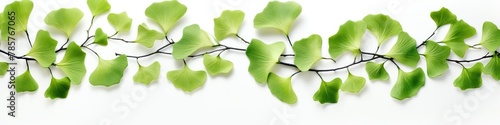 border garland of ginkgo biloba. frame. dietary supplements for the mind and memory. Green leaves. White background