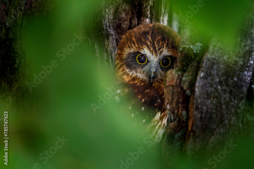 Owl hidden portrait. Detail of Australian boobook, Ninox boobook, perched in eucalypt forest. Smallest owl on Australian mainland. Beautiful brown owl with yellow eyes. Autumn in nature. Wildlife. photo