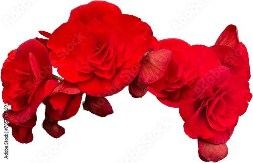 Crown of red begonia flowers png