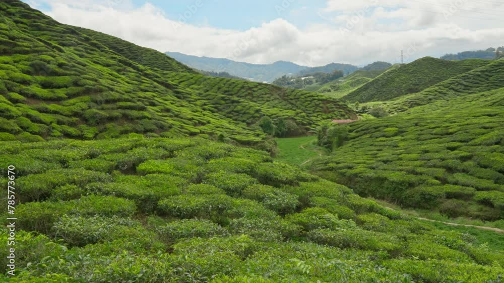 Green rolling hills and valleys filled with tea plants on a tea plantation in the Cameron Highlands, Malaysia Green rolling hills and valleys filled with tea plants on a tea plantation in the Cameron Highlands, Malaysia