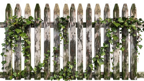 wooden fence with green bushes on white background in high resolution and high quality. garden concept, patio, gate, fence, nature, green, plants, bushes © Marco