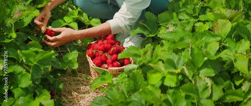 Hands carefully select strawberries among green plants. Gathering ripe fruit, harvesting red sweet berries in a sunny field.