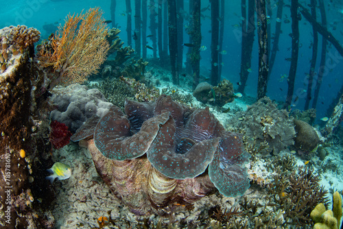 A giant clam, Tridacna gigas, grows on a healthy coral reef in Raja Ampat, Indonesia. This is the largest species of giant clam and it is sought for its meat. It is considered an endangered species.
