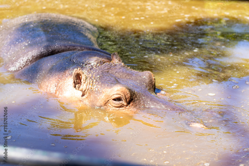 Fototapeta premium large hippopotamus sticking its head out of a small lake in high resolution