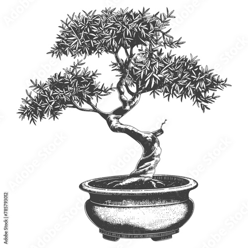 bonsai tree images using Old engraving style body black color only
