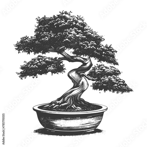 bonsai tree images using Old engraving style body black color only