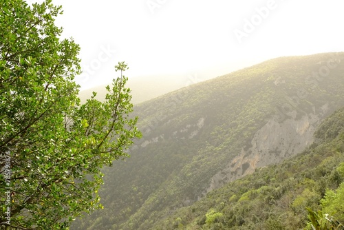Picturesque view of green forest in mountains
