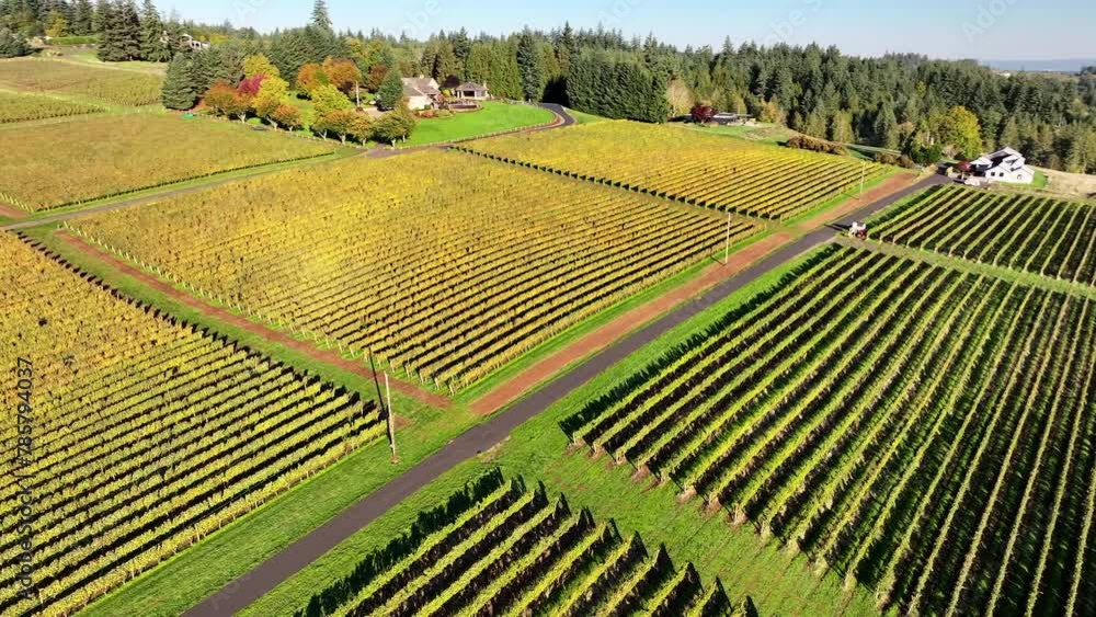 Aerial: The Drone Captures The Peak Autumnal Glory Of A Vineyard, With Yellowing Grapevines Neatly Arranged In Rows, A Patchwork Of Agricultural Artistry. - Sherwood, Oregon Aerial: The Drone Captures The Peak Autumnal Glory Of A Vineyard, With Yellowing Grapevines Neatly Arranged In Rows, A Patchwork Of Agricultural Artistry. - Sherwood, Oregon