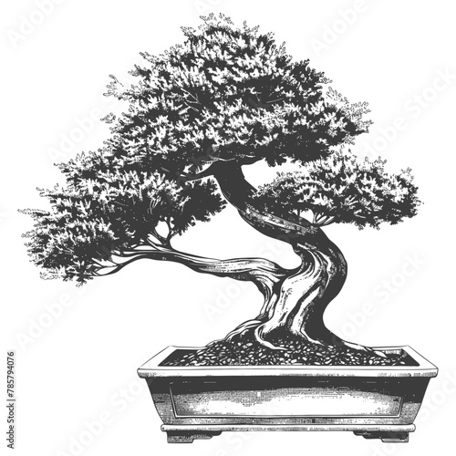 bonsai tree images using Old engraving style body black color only