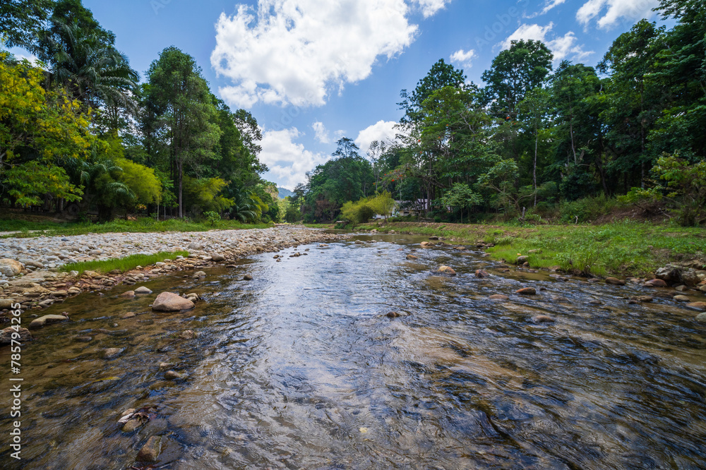 a stream flows through the forest a stream flows through the forest