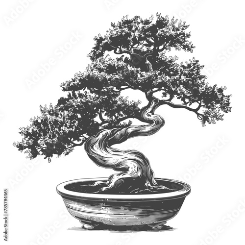 bonsai tree images using Old engraving style body black color only