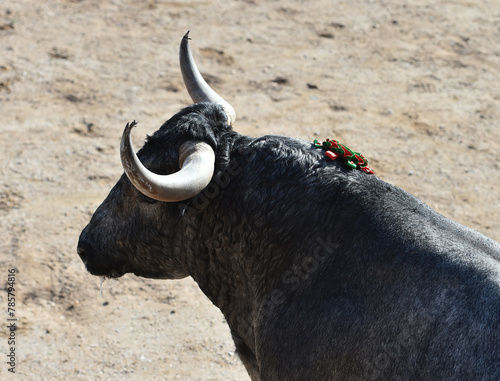 Un toro español con grandes cuernos en un espectaculo de corrida de toros en españa
